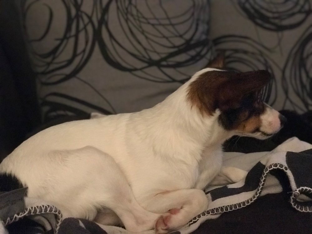 Hundetreffen-Gemeinsame Gassirunden in Niedernhausen und Umgebung-Profilbild