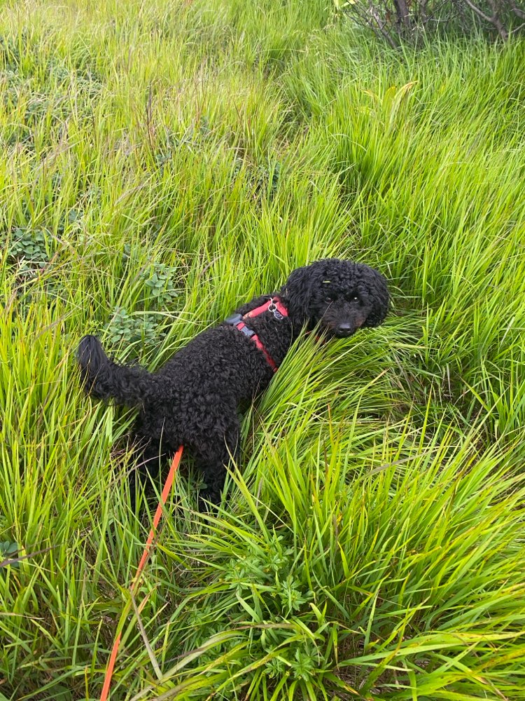 Hundetreffen-Spielen oder Gassi Gehen mit kleinen verspielten Hunden-Profilbild