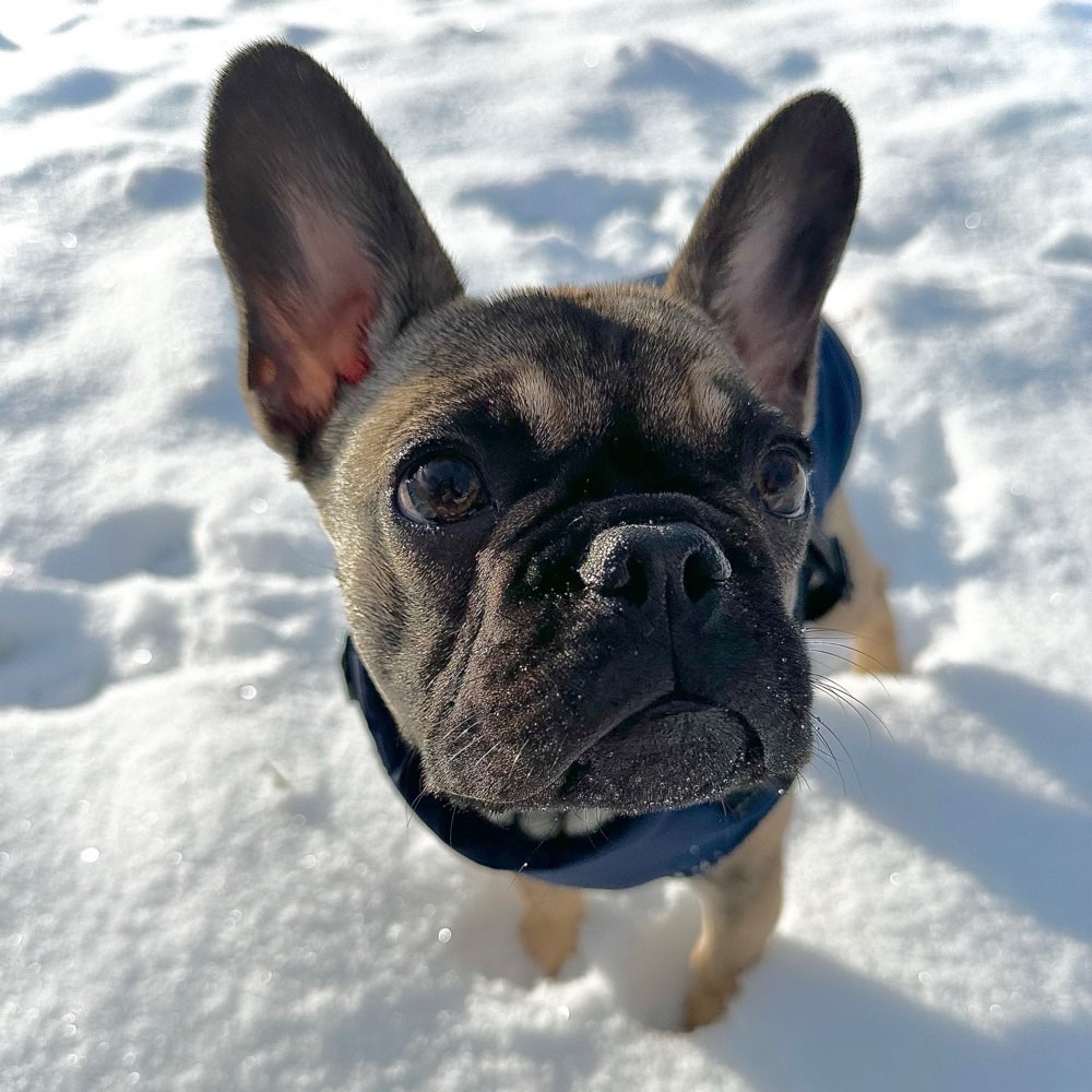 Hundetreffen-Laufen, Spielen-Profilbild
