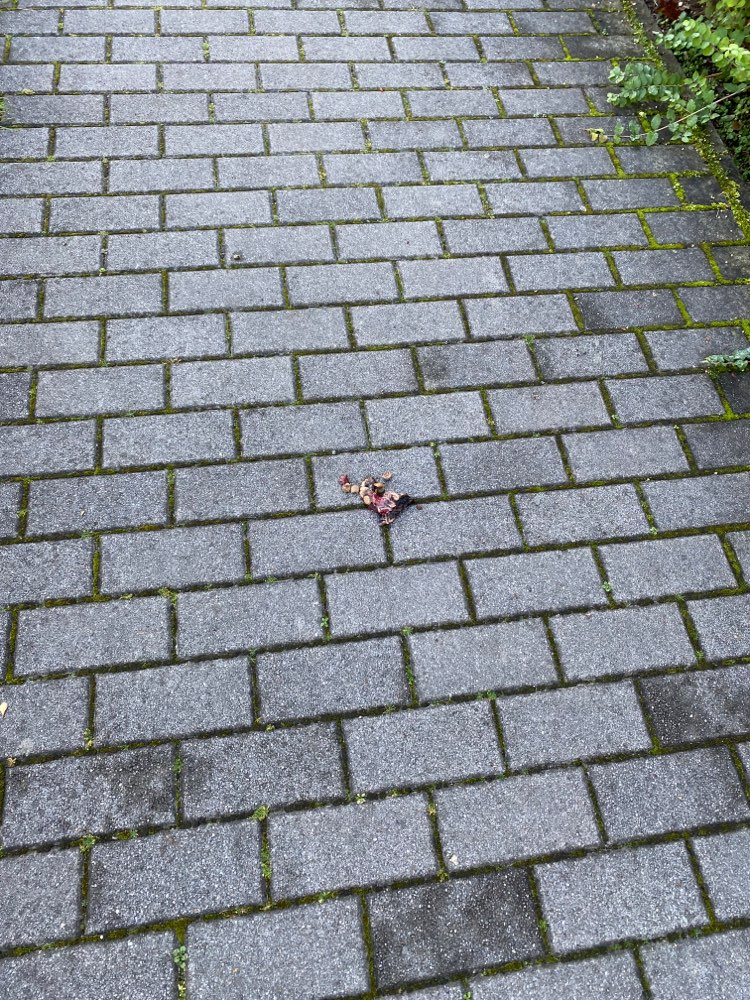 Giftköder-Tierinnereien auf dem Gehweg-Profilbild