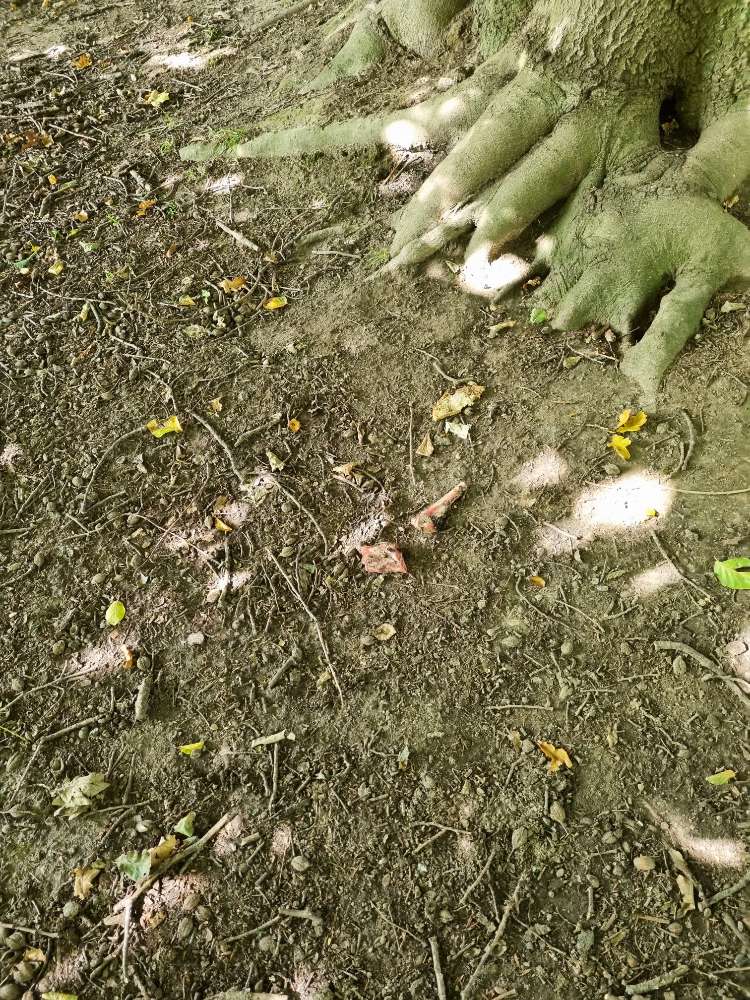 Giftköder-Knochen-Profilbild