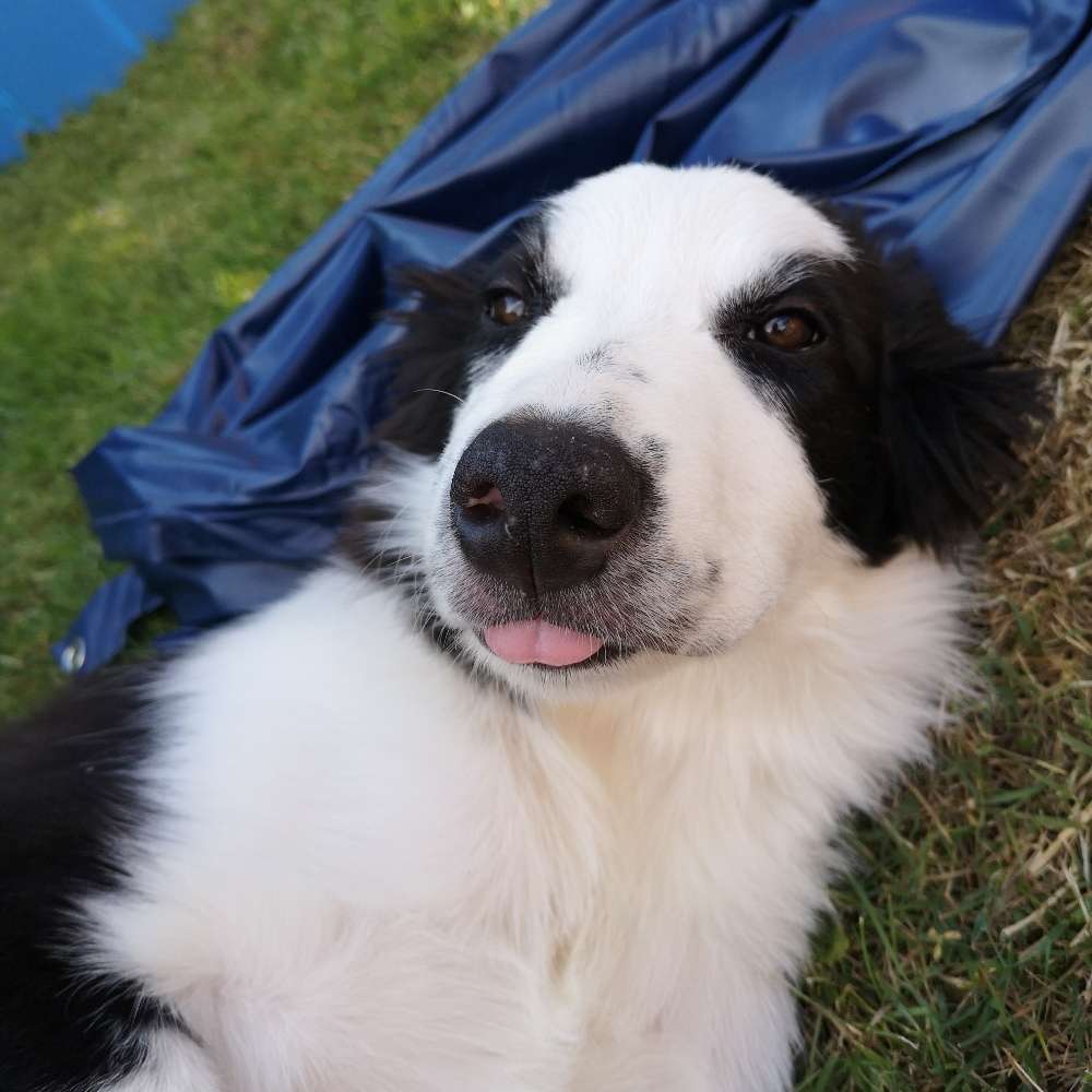 Hundetreffen-Junghunde Spielen und Gassigehen-Profilbild