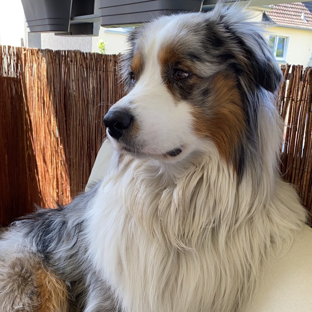 Hundetreffen-Zocker Runde-Profilbild