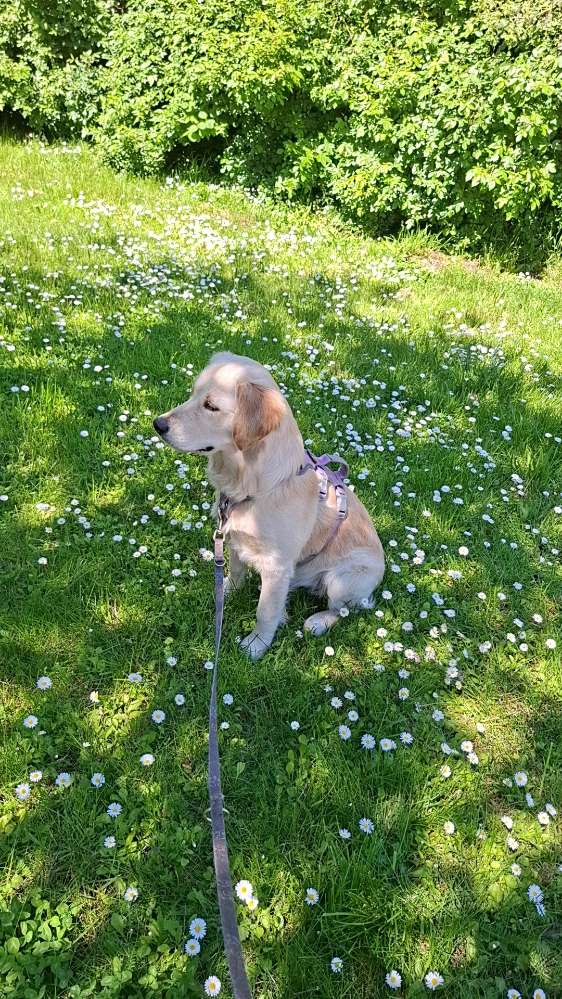 Hundetreffen-Trainings-/Spazier-/Spieltreffen-Profilbild