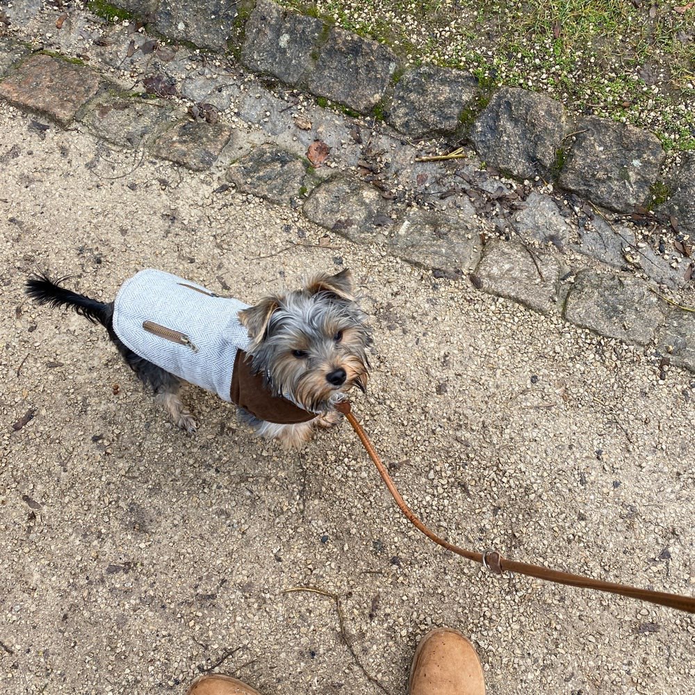 Hundetreffen-Spielen und Gassirunde-Profilbild