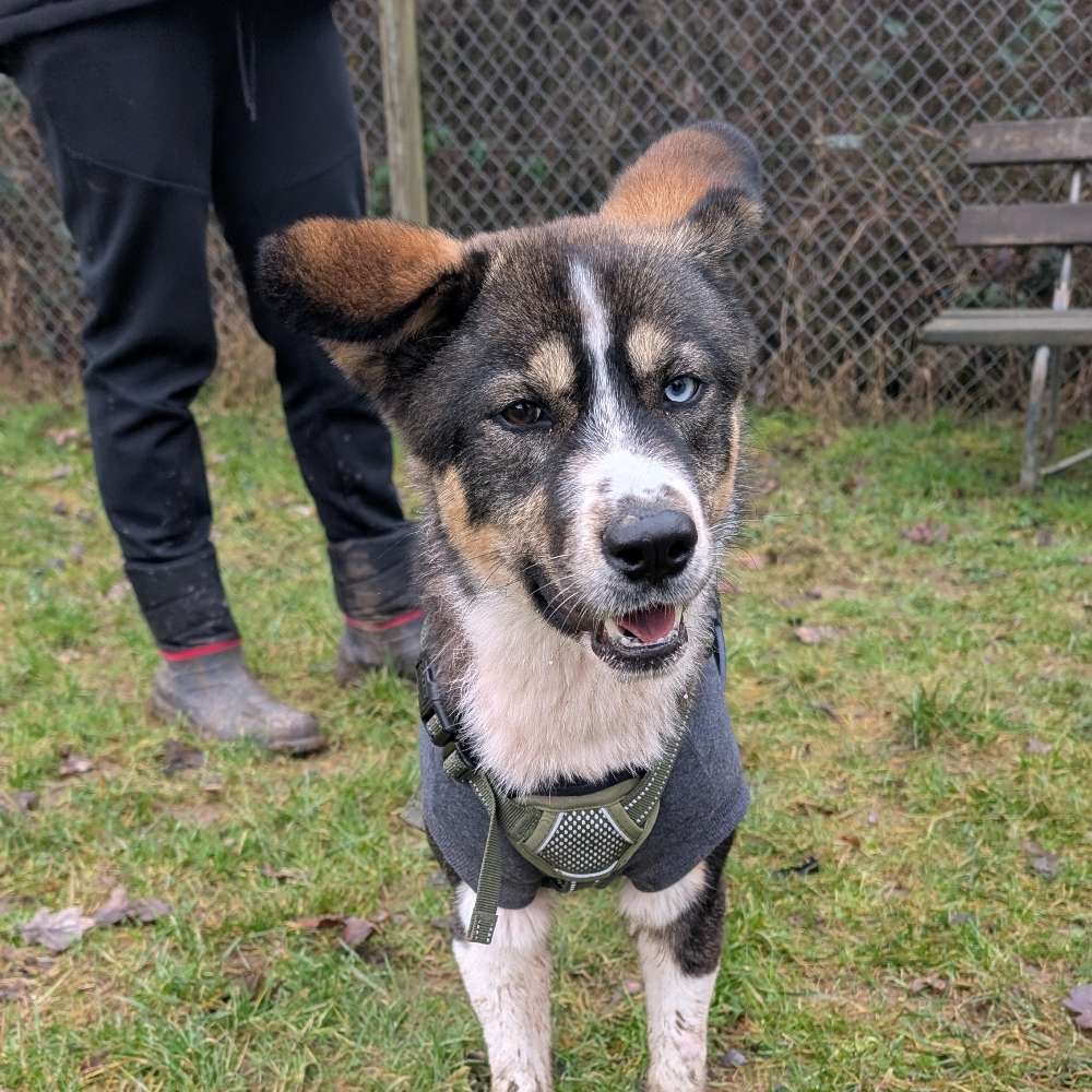 Hundetreffen-Zusammen Gassi, spielen, trainieren etc. :)-Profilbild