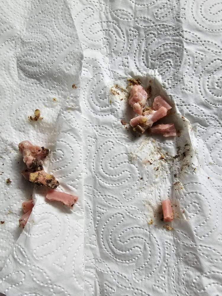 Giftköder-Achtung Giftköder-Profilbild