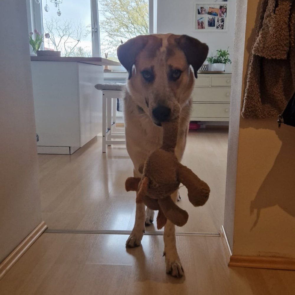 Hundetreffen-Große Hundetreffen-Profilbild