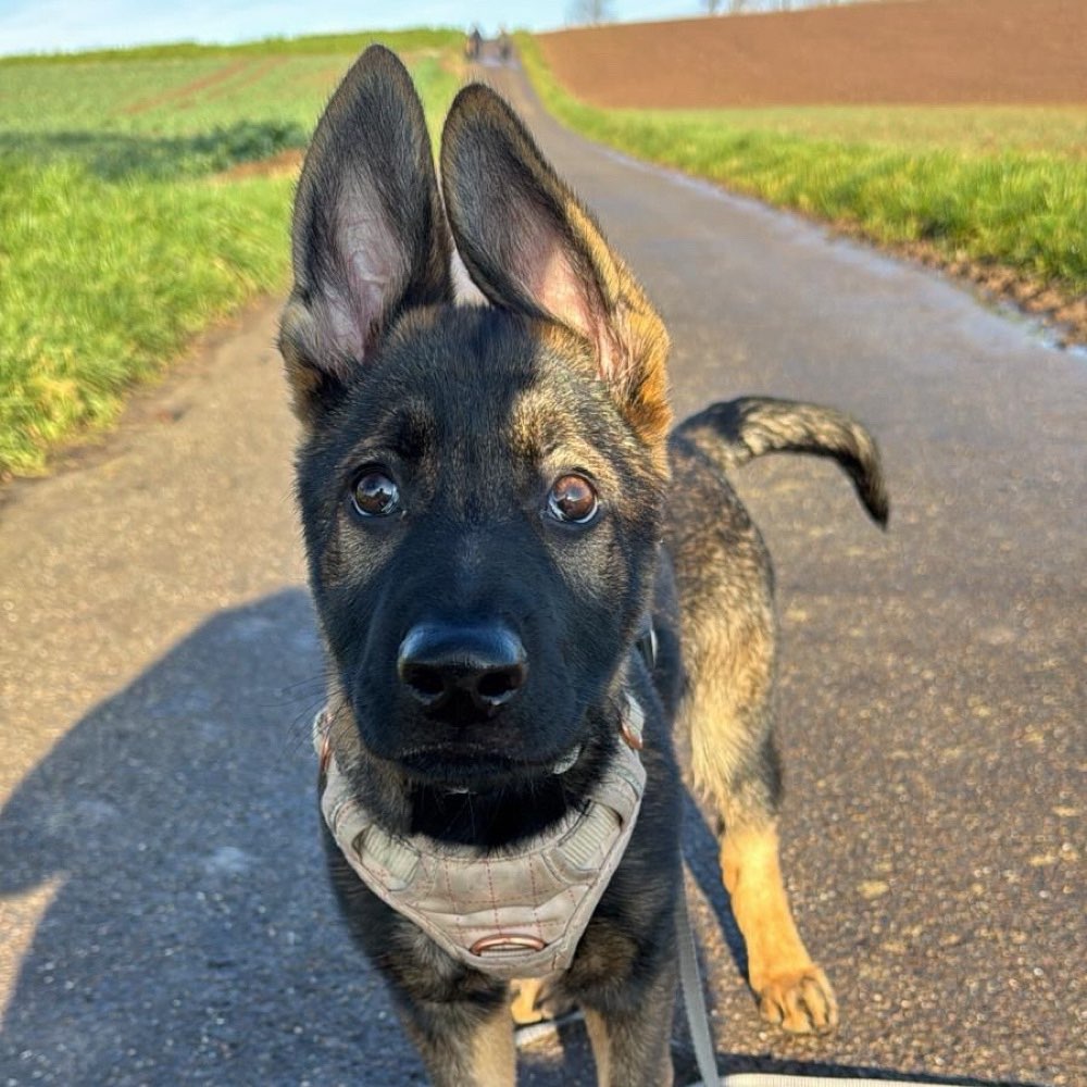 Hundetreffen-Social Walk, Ruhiges Treffen-Profilbild