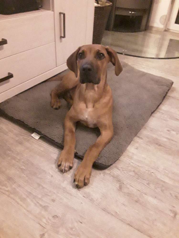 Hundetreffen-Welpen zum Spielen-Profilbild