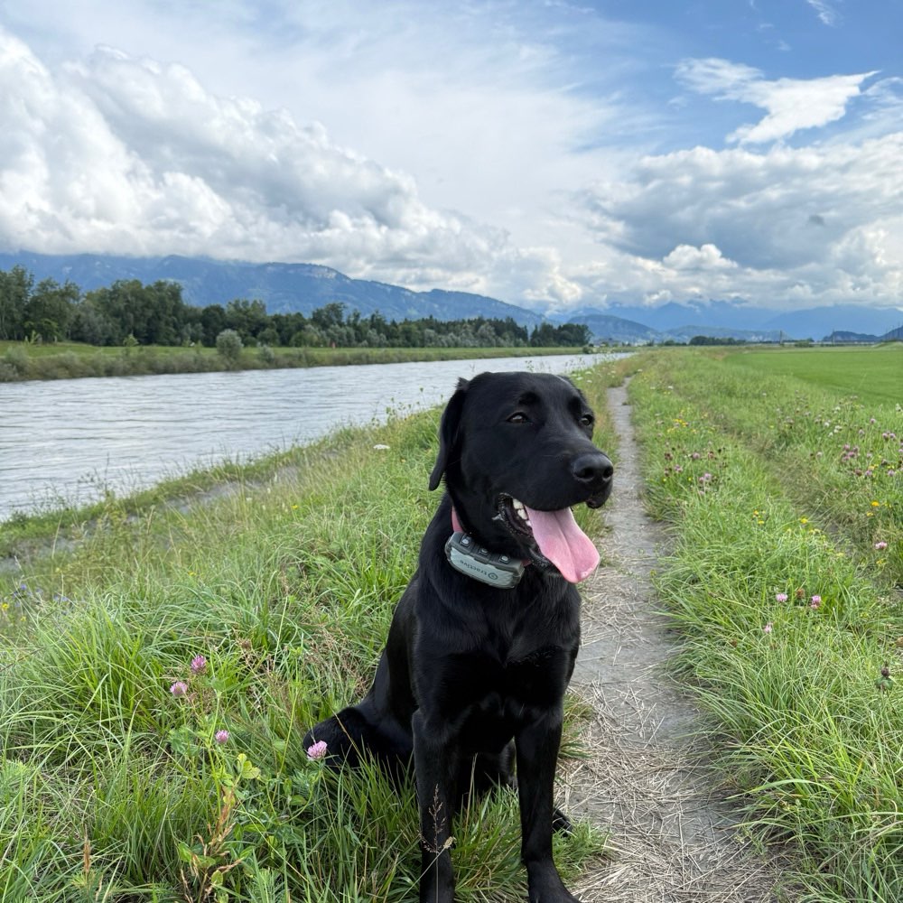 Hundetreffen-Spazieren/Spielen/Trainieren-Profilbild