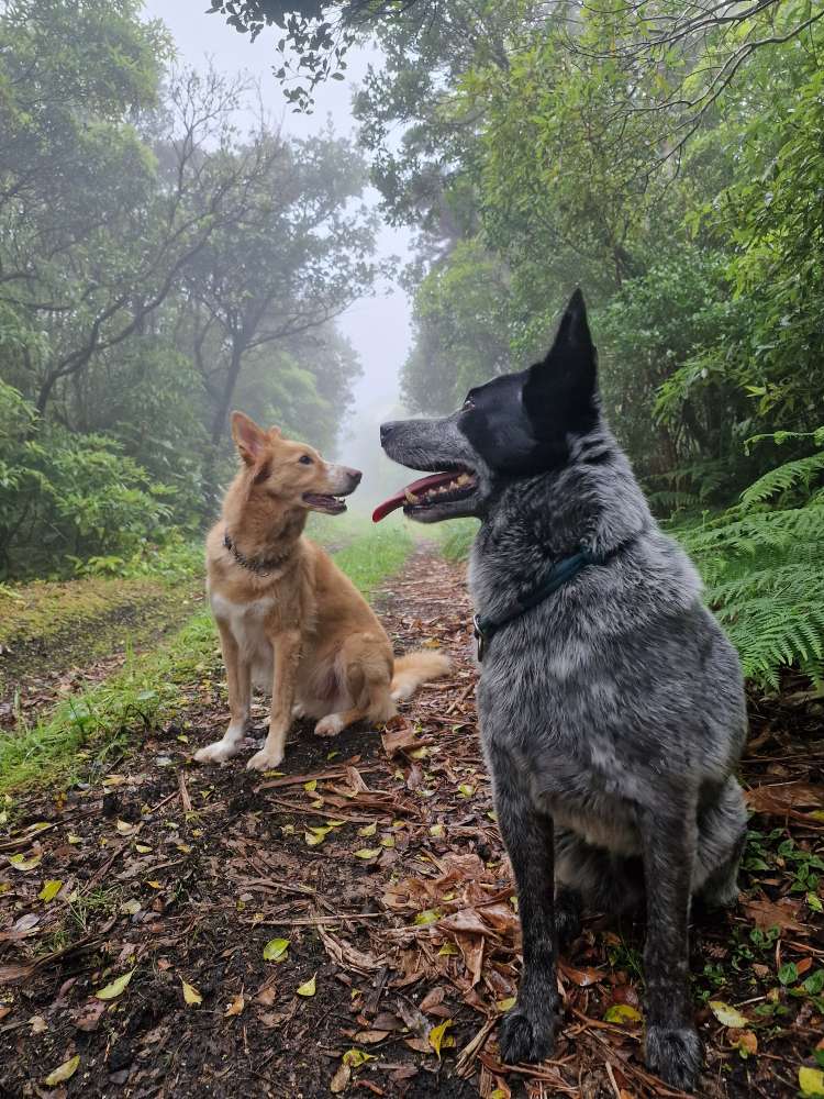 Suche das schönste Nebelfoto ❤️ Banner