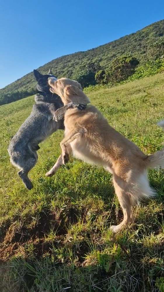 Zeigt mir eure "Kampfhunde" Banner