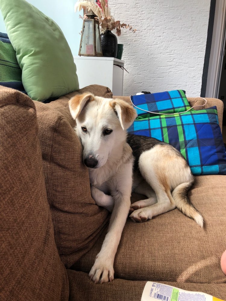 Hundetreffen-Spielgefährte gesucht-Profilbild