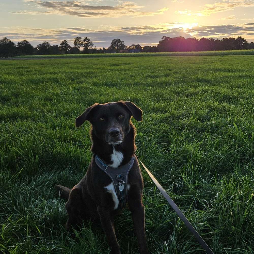 Hundetreffen-Spieltreffen und toben auf der hundewiese 🐕😊-Profilbild