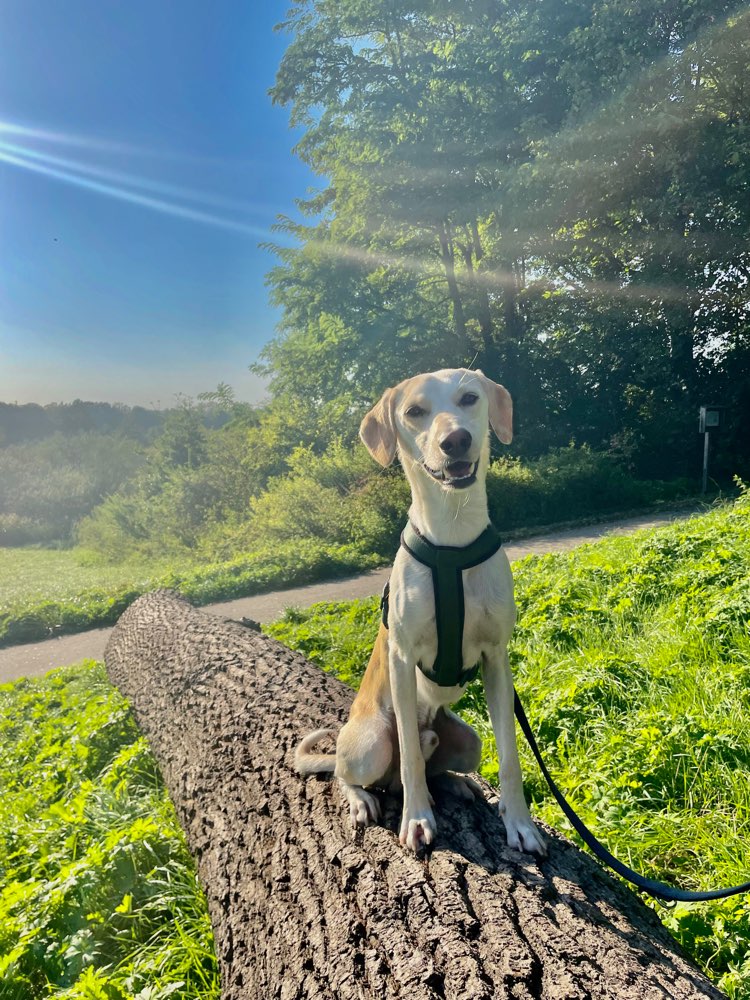 Hundetreffen-Suchen Hundefreunde zum Rennen und toben 🐕⭐️-Profilbild