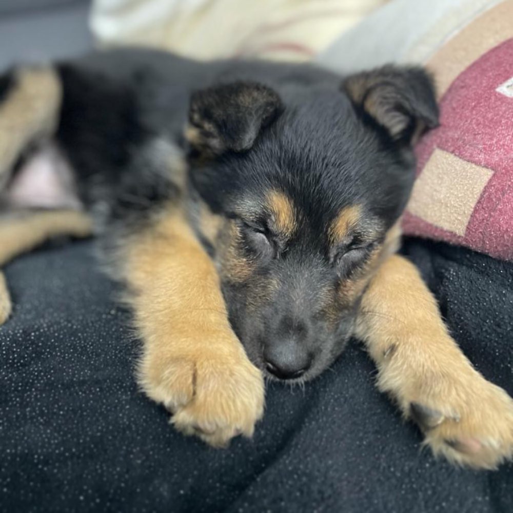 Hundetreffen-Welpentreff Raum Baesweiler-Profilbild
