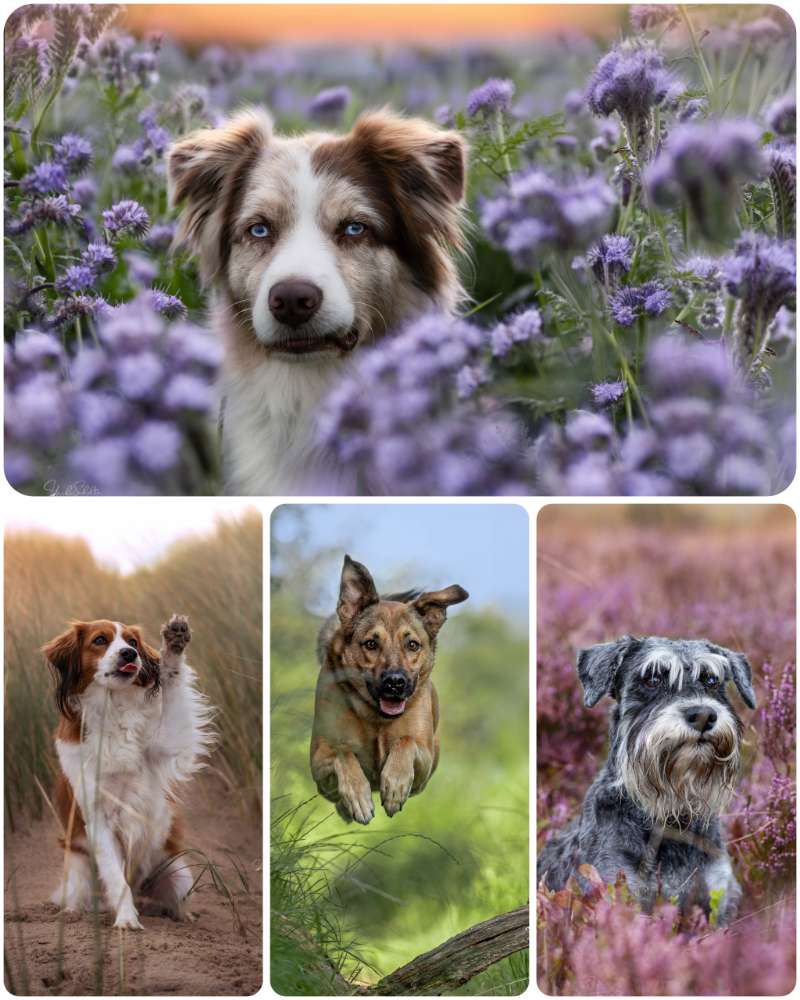 Hundetreffen-Fotografie Modelle-Profilbild