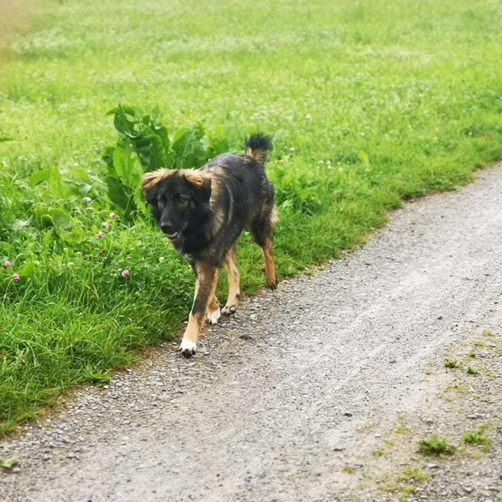 Hundetreffen-Rocky sucht neue Freunde zum toben-Profilbild