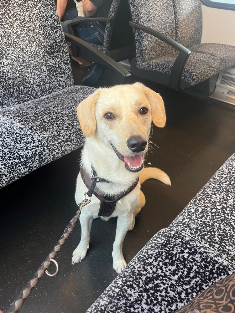 Hundetreffen-Hundebegegnungen üben / Gassirunden-Profilbild