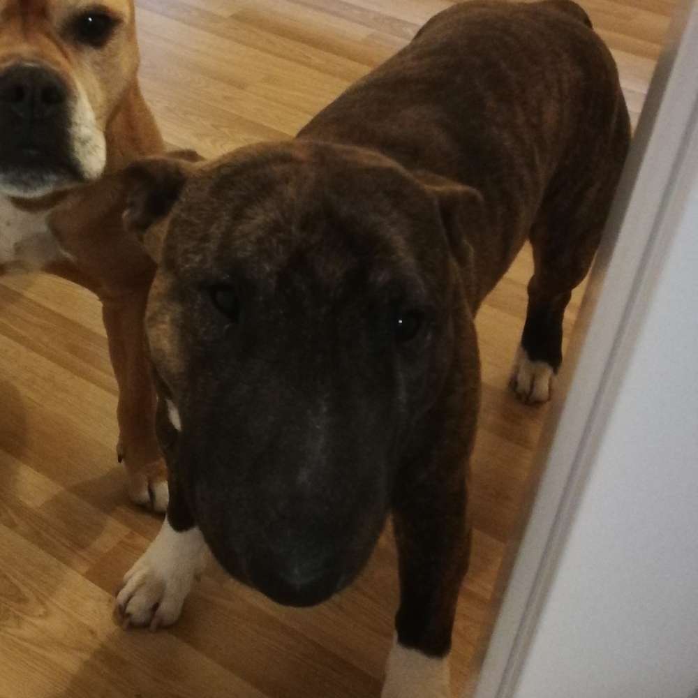 Hundetreffen-Trainings-, Spiel- oder Socialrunde im Volkspark-Profilbild