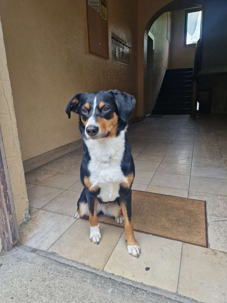 Hundetreffen-Hunde Begegnung-Profilbild