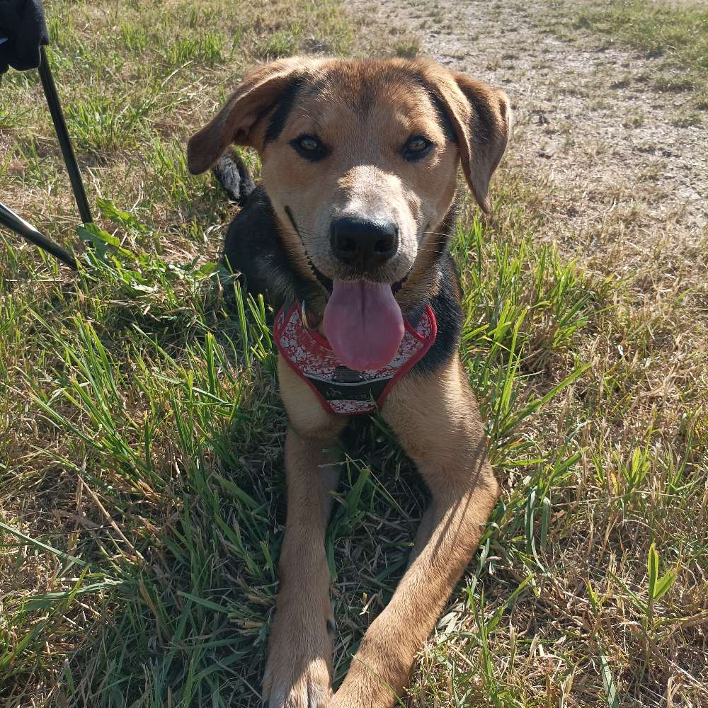 Hundetreffen-Spielgefährten und Spaziergänge-Profilbild