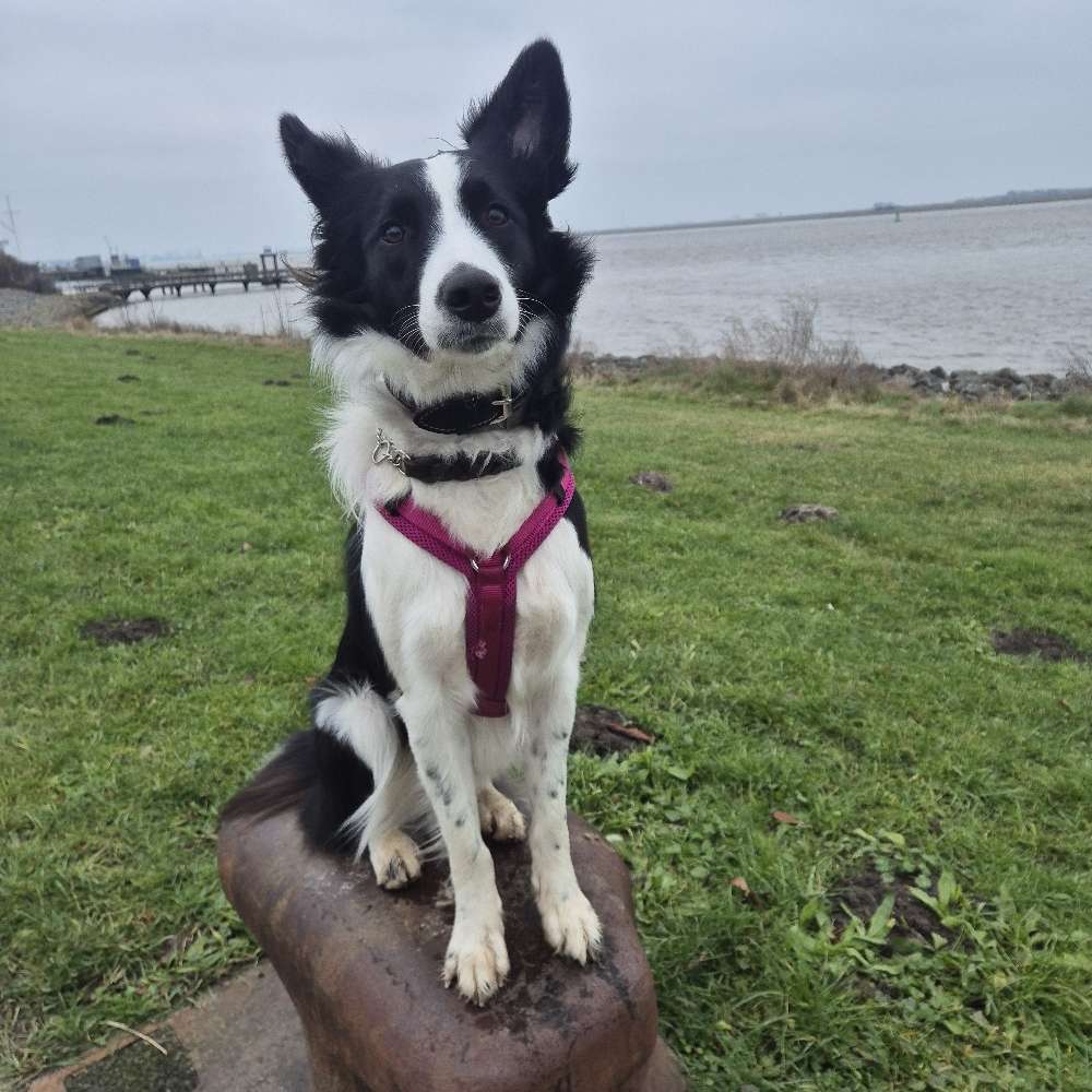 Hundetreffen-Wir müssen üben-Profilbild