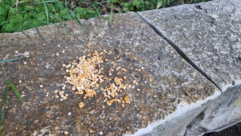 Giftköder-Komische Häufchen von gelben Linsen-Profilbild