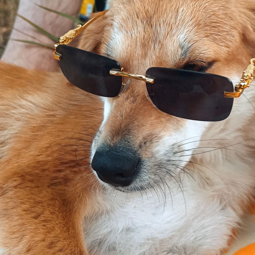 Hundetreffen-Hundefreund gesucht-Profilbild