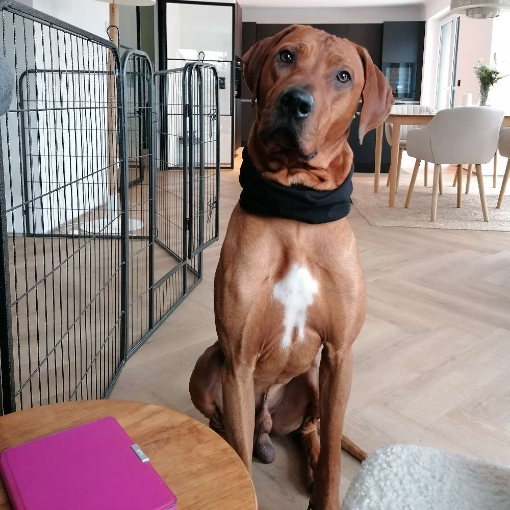 Hundetreffen-Gemeinsame Lernspaziergänge-Profilbild