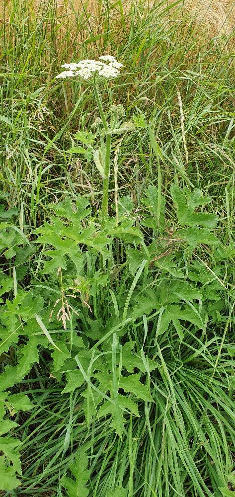 Giftköder-Zweimal Riesenbärenklau am Wegrand-Profilbild