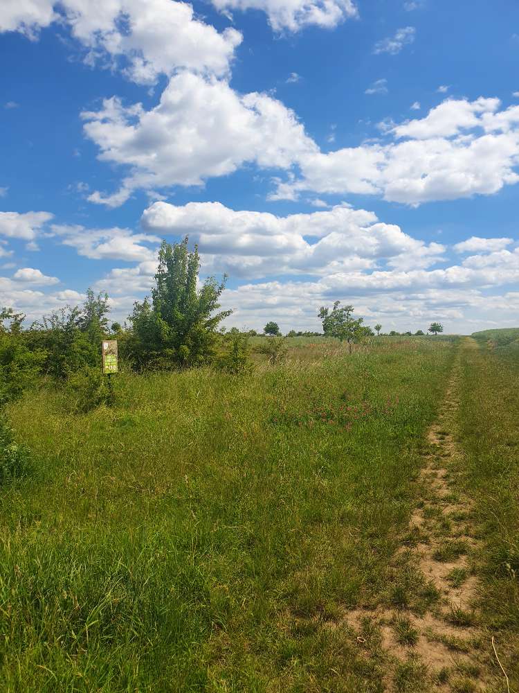 Giftköder-Fleisch- und Knochenstücke-Profilbild