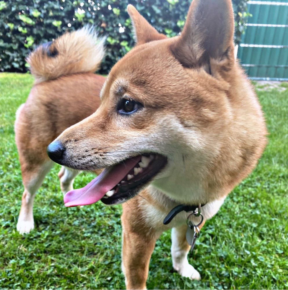 Hundetreffen-Spazieren gehen-Profilbild