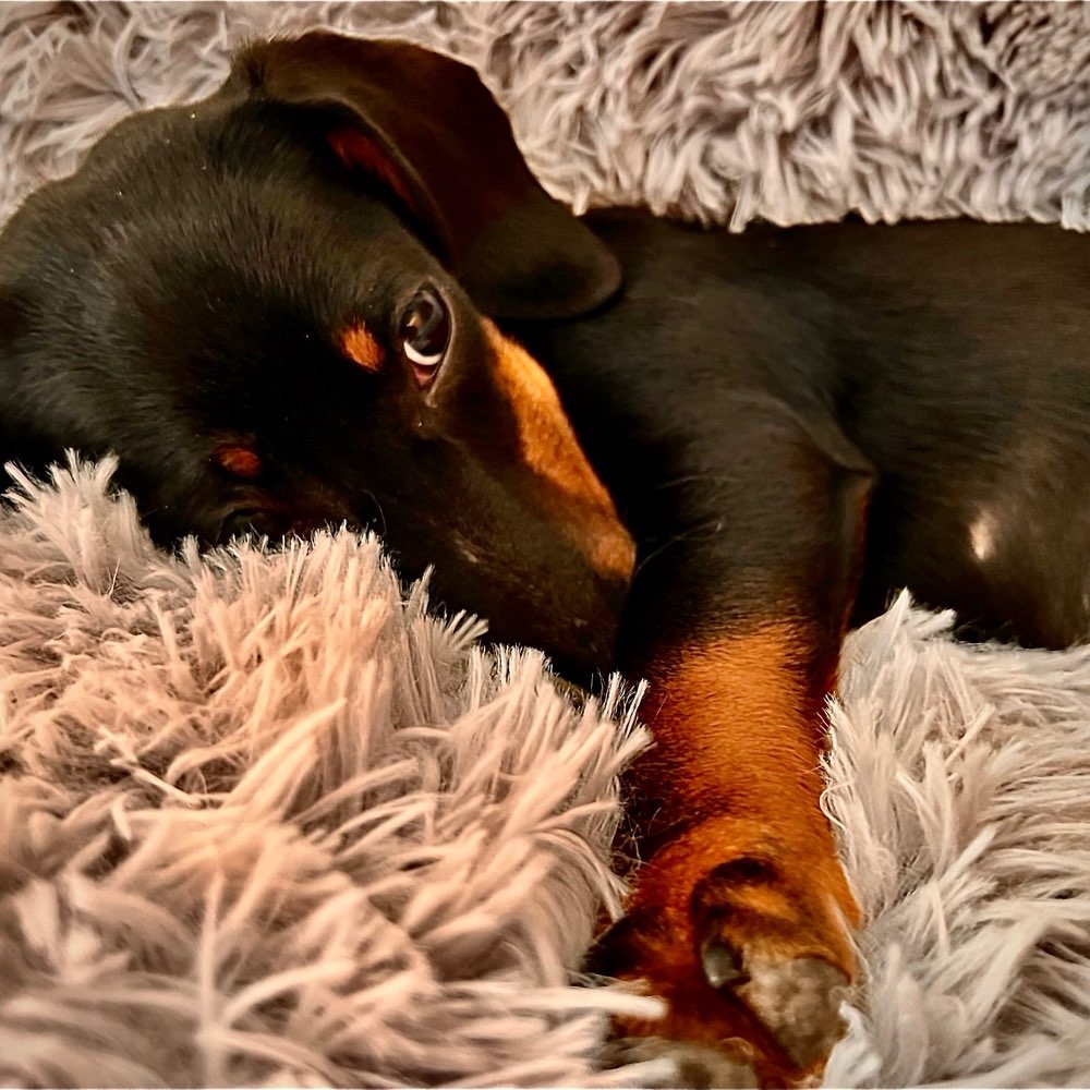 Hundetreffen-Welpentreff und Spaziergang-Profilbild