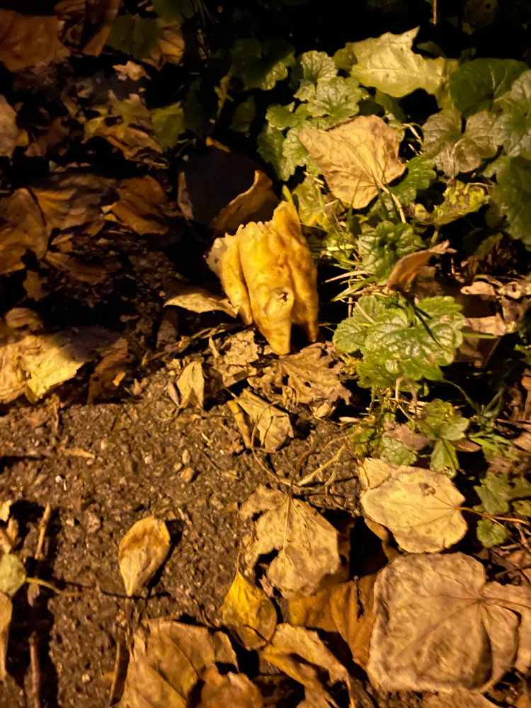 Giftköder-Schweinepfote-Profilbild