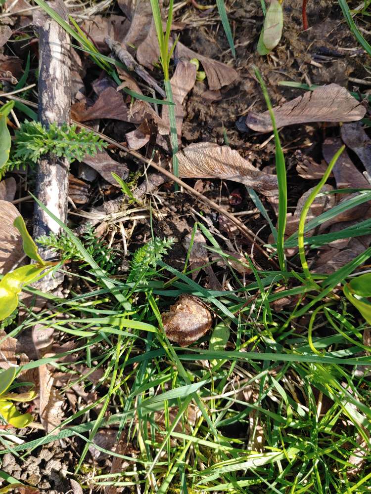 Giftköder-Ausgelegtes Futter/große Leckerlies-Profilbild