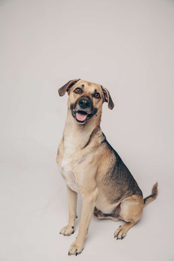 Hundetreffen-Gassifreunde gesucht :)-Profilbild