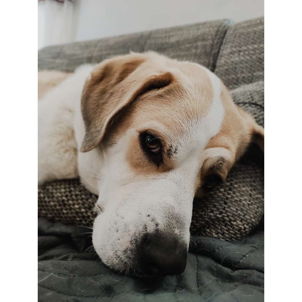 Hundetreffen-Freundlicher Hund für Spielrunde gesucht-Profilbild