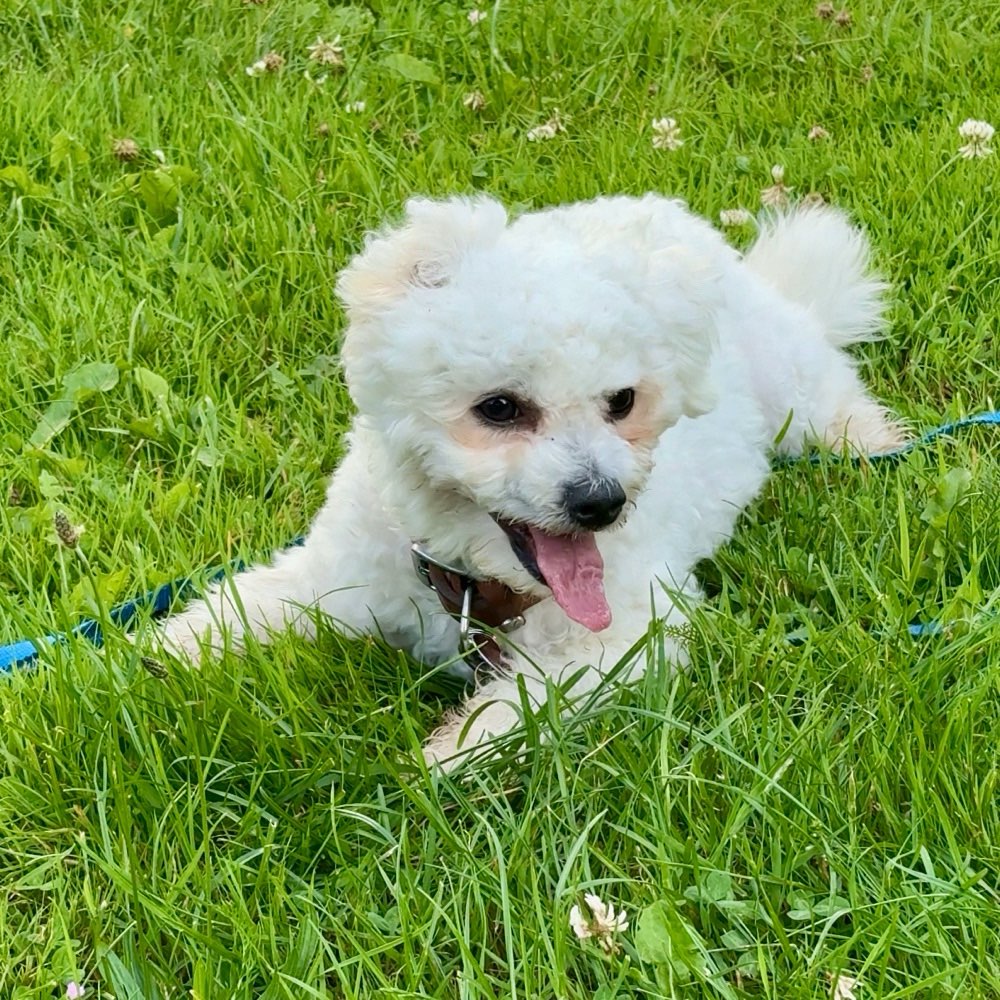 Hundetreffen-Gassi- und Spielrunde für Junghunde-Profilbild