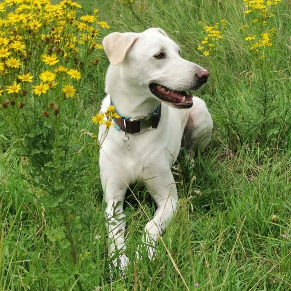 Hundetreffen-Treffen für Gassi gehen oder spielen.-Profilbild