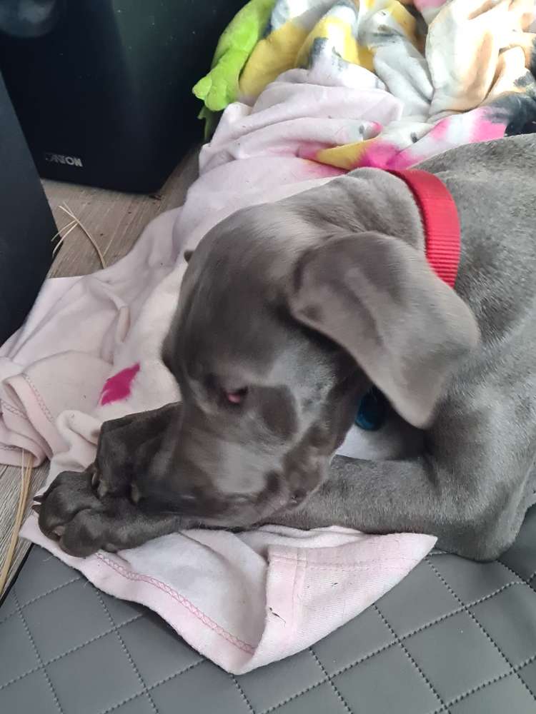 Hundetreffen-Doggen Welpen und Halter-Profilbild