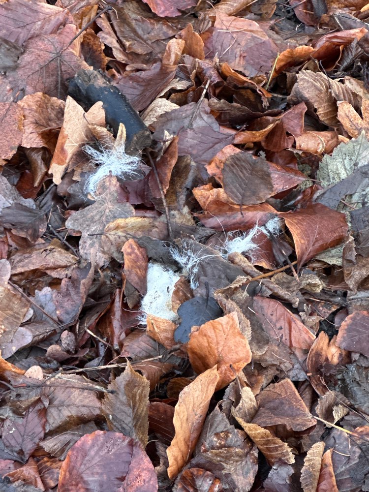 Giftköder-Giftköder-Profilbild