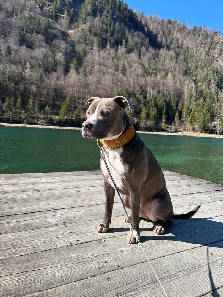 Hundetreffen-Spiel / Spaziergang Freundin gesucht-Profilbild