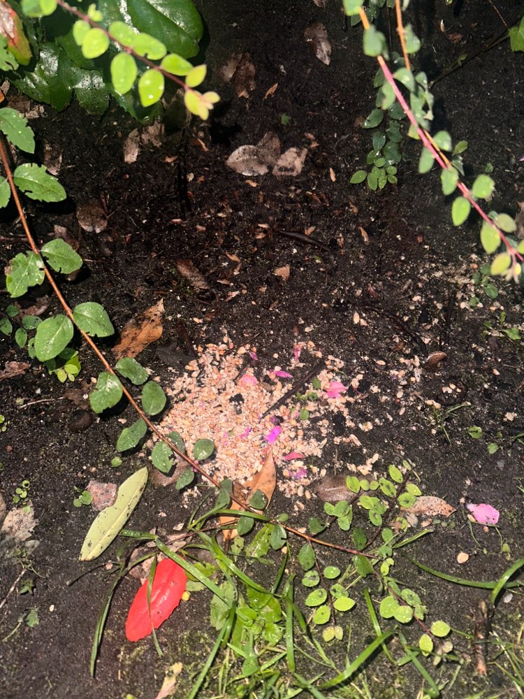 Giftköder-Mögliches Rattengift-Profilbild