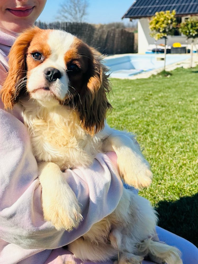 Hundetreffen-Welpentreffen in Bad Orb-Profilbild