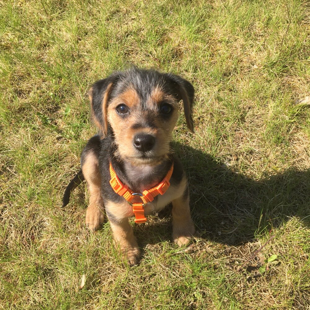 Hundetreffen-Welpentreffen an der Russenwiese in Zwickau-Profilbild