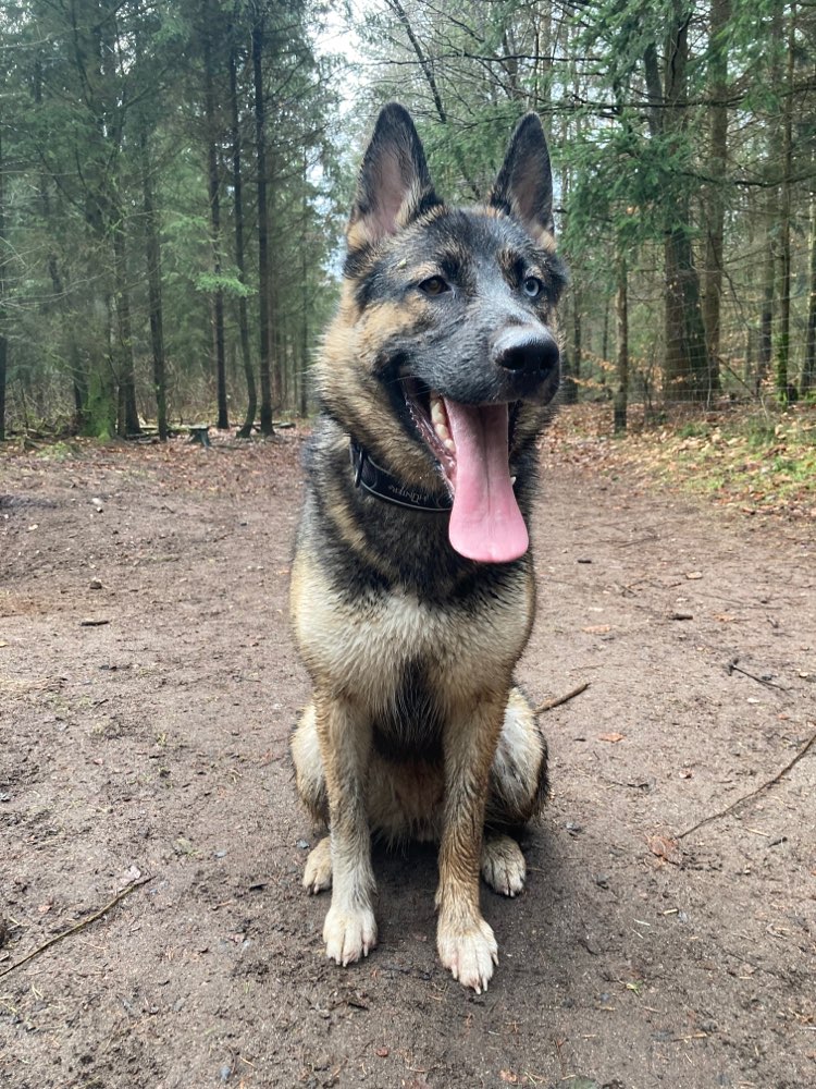 Hundetreffen-Spieldate-Profilbild