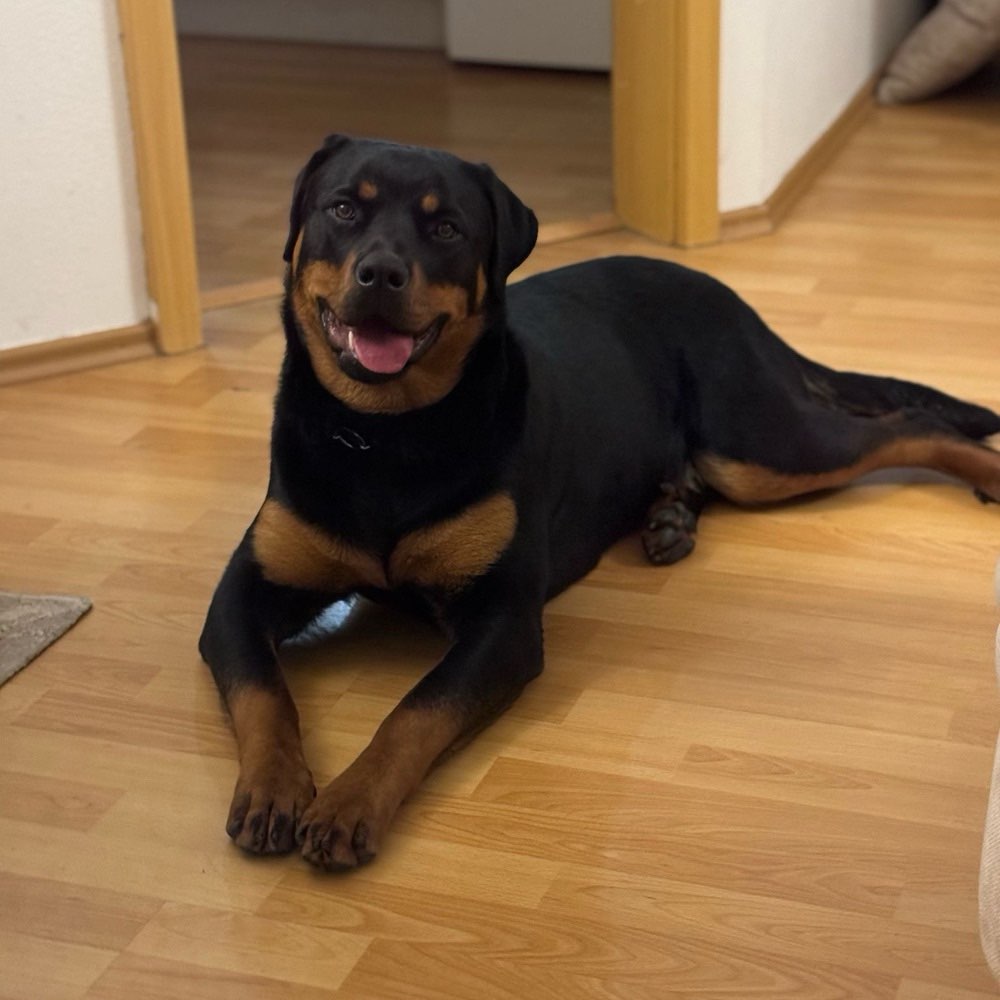 Hundetreffen-Treffen zum Gassi gehen und spielen-Profilbild