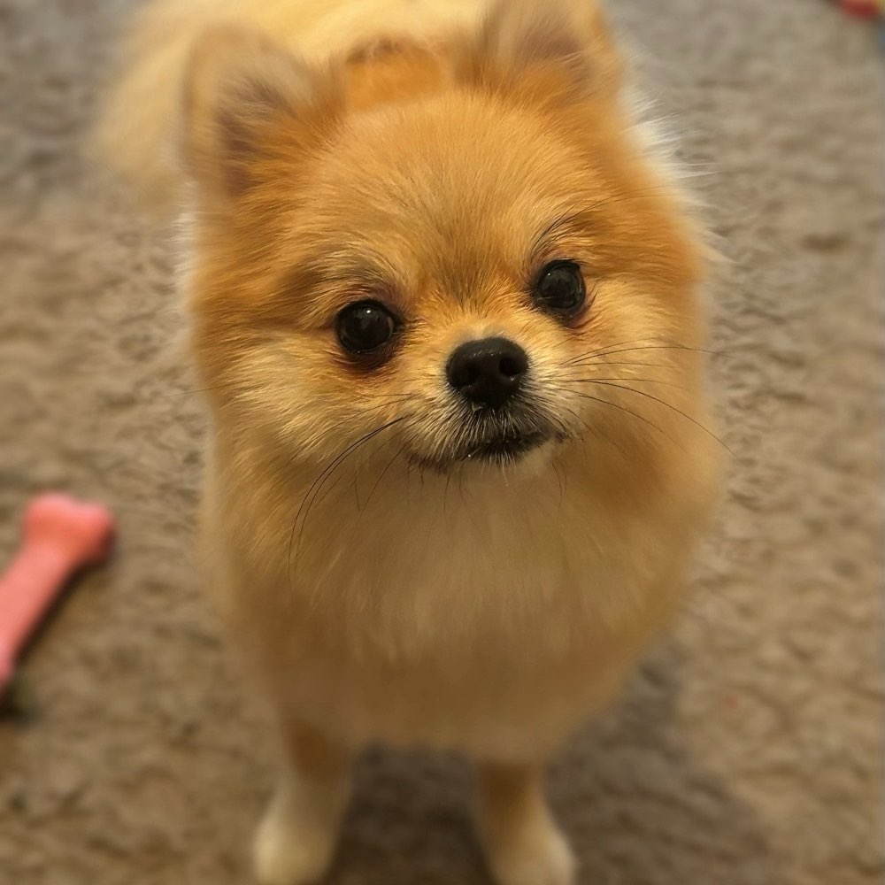 Hundetreffen-Spielfreunde gesucht (oder Gassirunde/Social Walk)-Profilbild